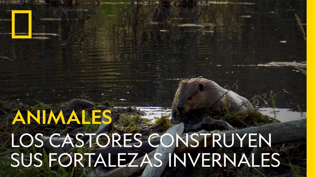 organismo que vive en la madera