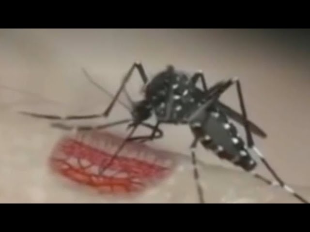 que pasa si te pica un mosquito tigre