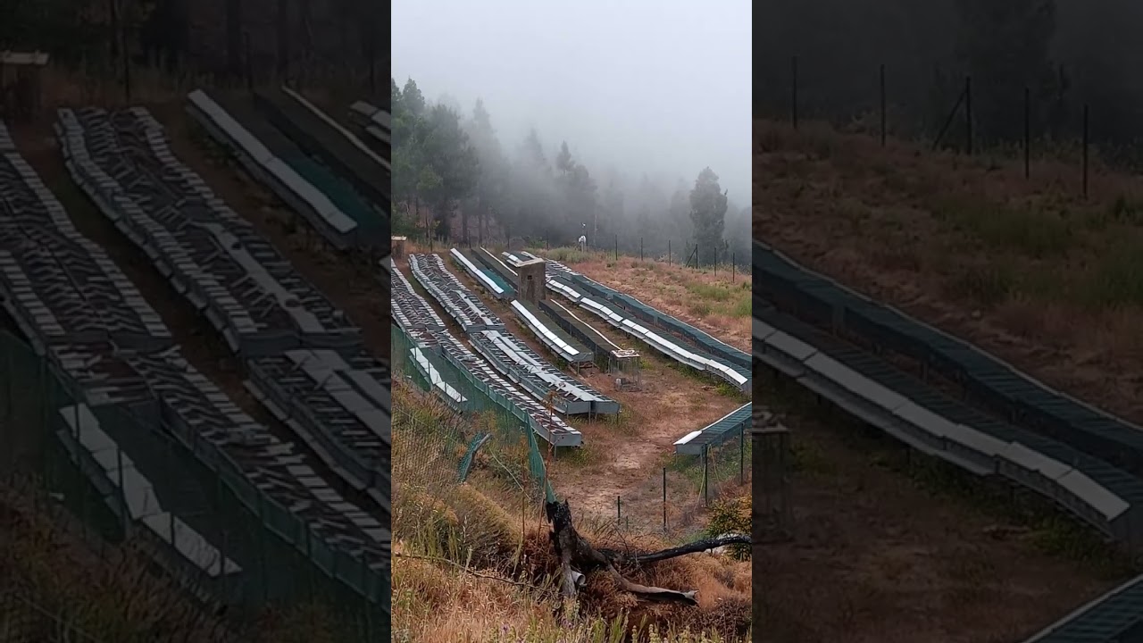 victimas de la caza en canarias