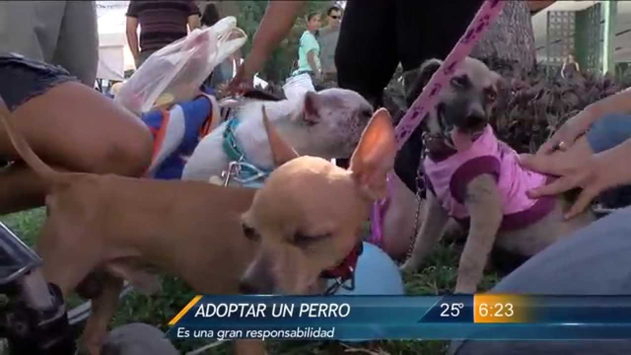 adopta un perro en monterrey nuevo leon