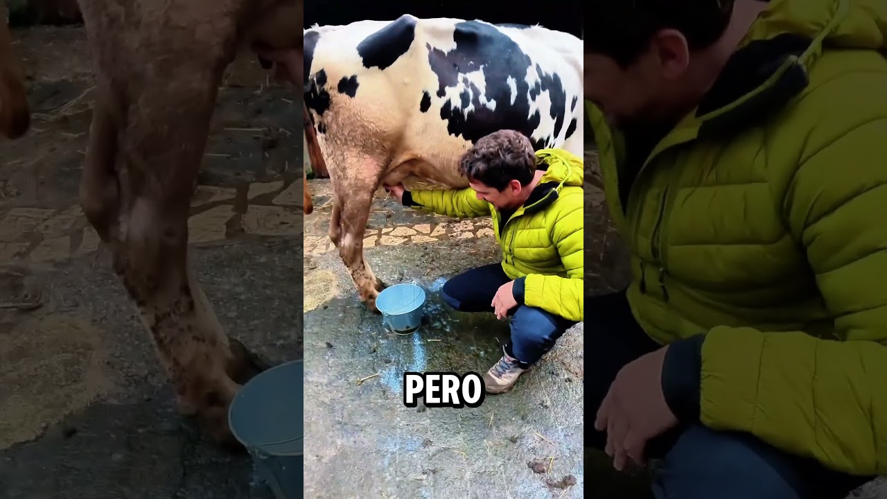 la dan las vacas en asturias