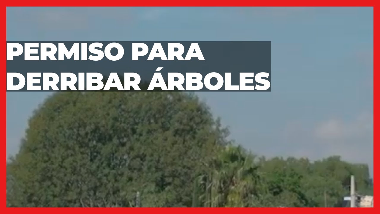 permiso para cortar un arbol en puebla