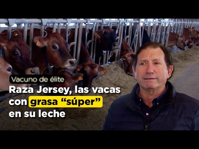 que es un jersey en españa