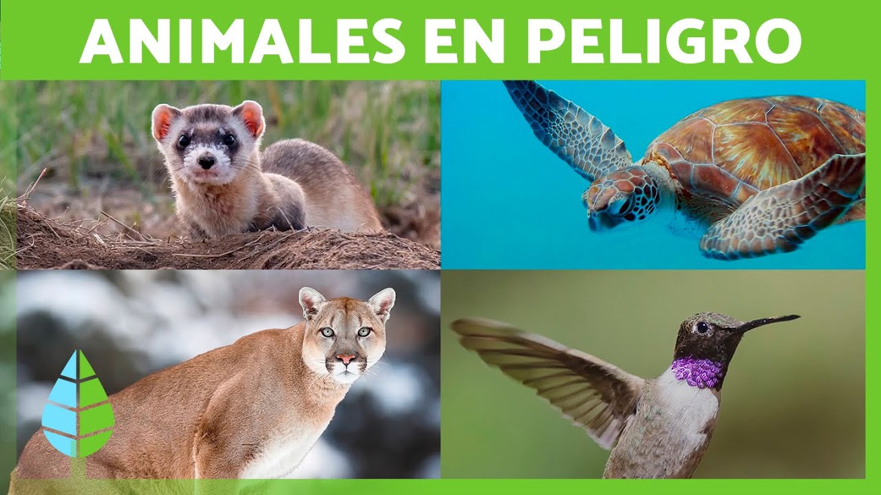 animales en peligro de extinción en andalucía