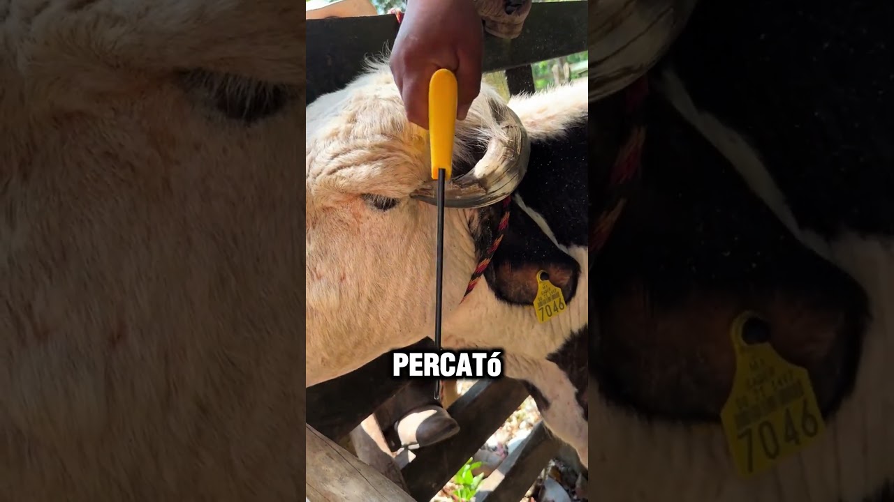 nuca de los animales con cuernos