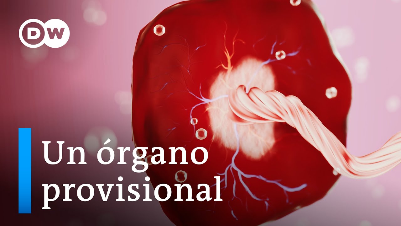 para que sirve el cordon umbilical