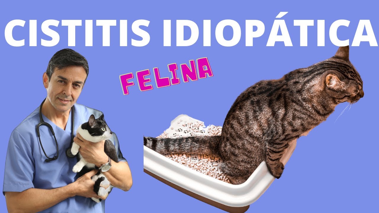 se puede morir un gato por infección urinaria