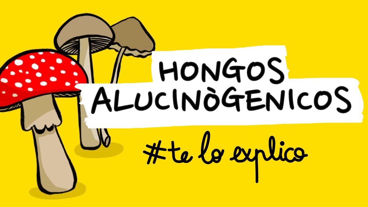 cuanto dura el efecto de las setas